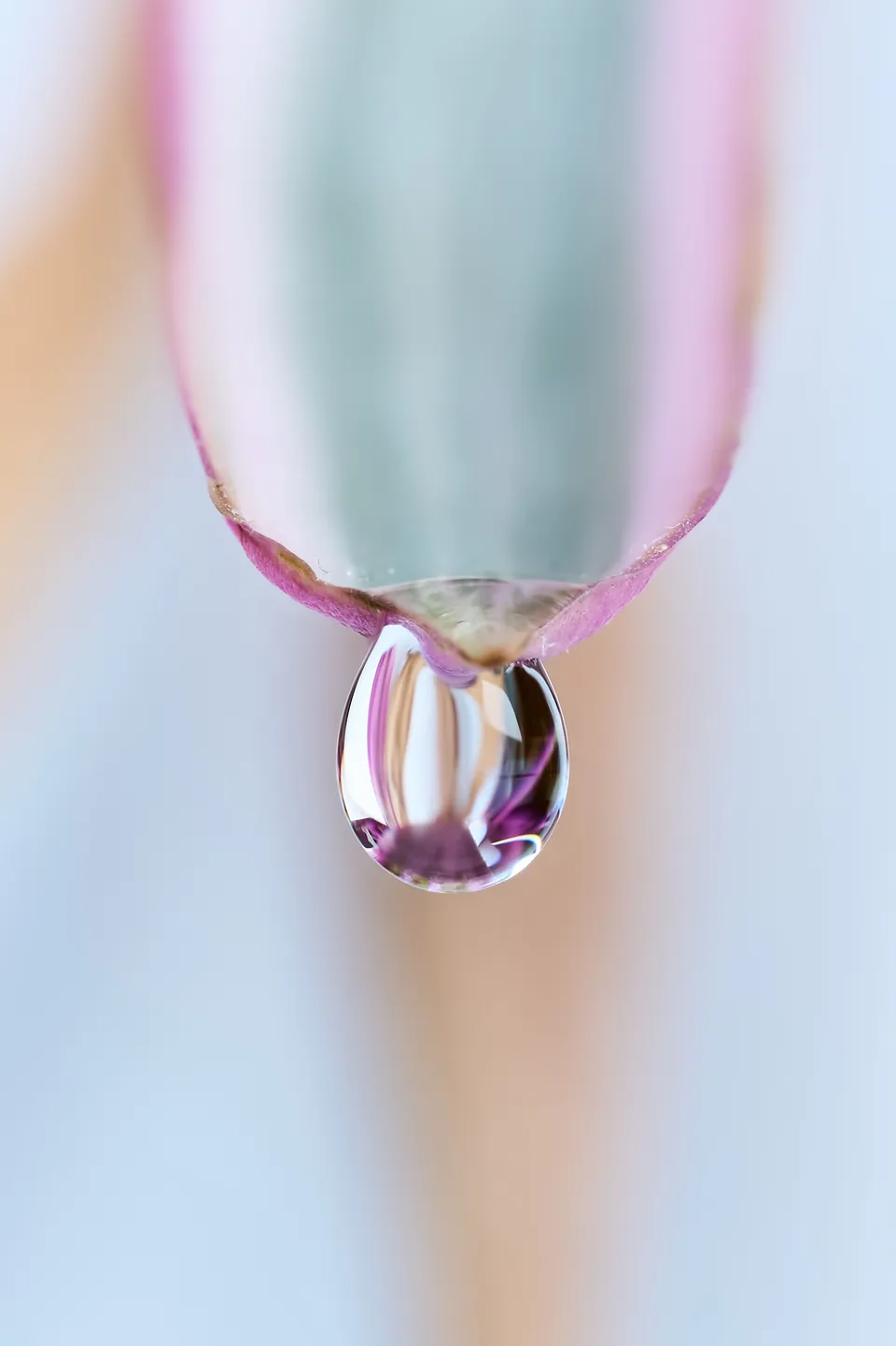 Water droplet resting on the edge of a pink flower petal
