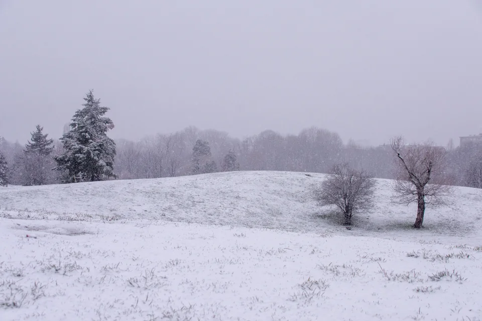 Snow-covered ground and trees in a winter landscape
