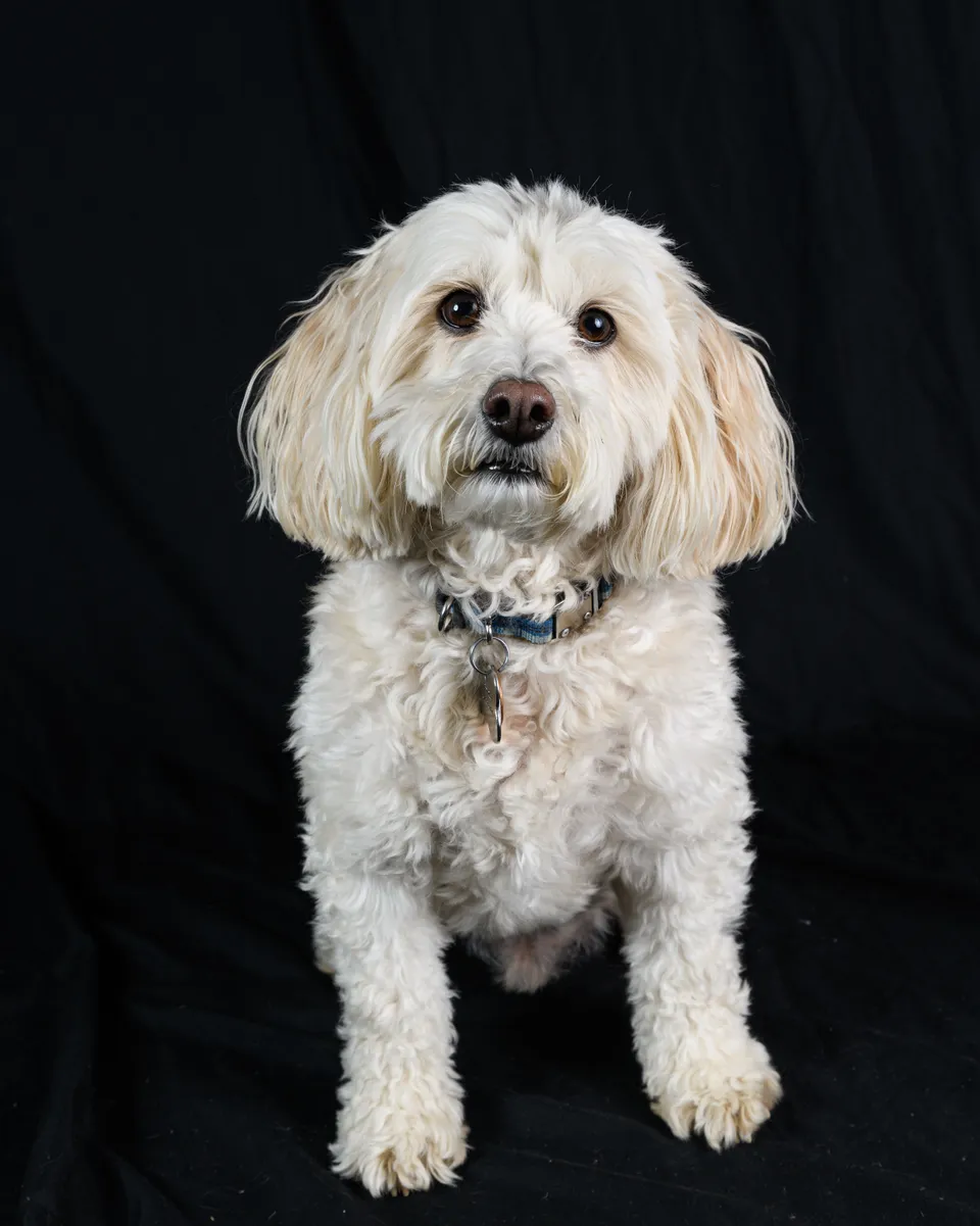 White dog photographed against a dark background